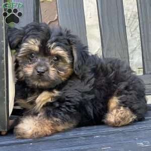 Lloyd, Pomapoo Puppy